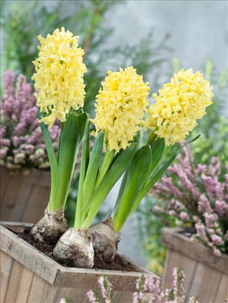 Hyacinthus Yellow Queen im Topf