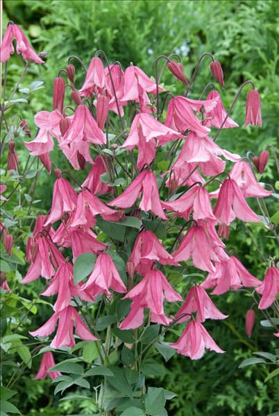 Clematis integrifolia Hendryetta