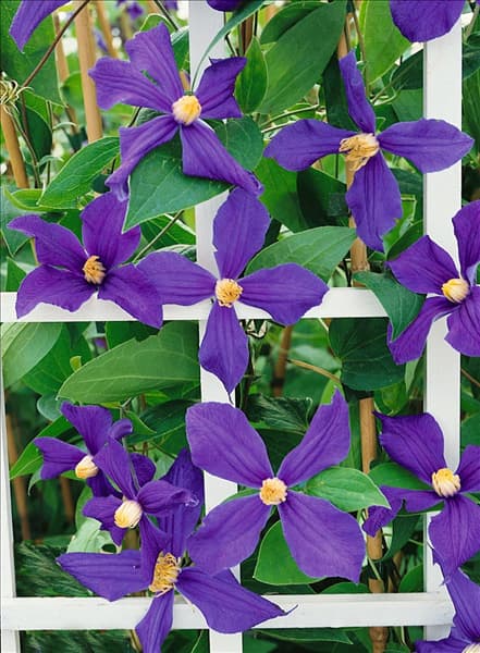 Clematis integrifolia Durandi