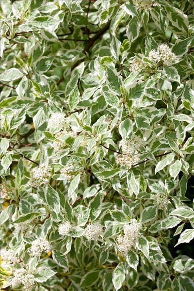 Cornus alba Elegantissima