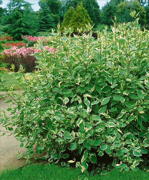Cornus alba Elegantissima