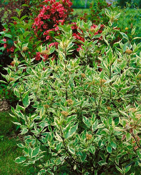 Cornus alba Elegantissima