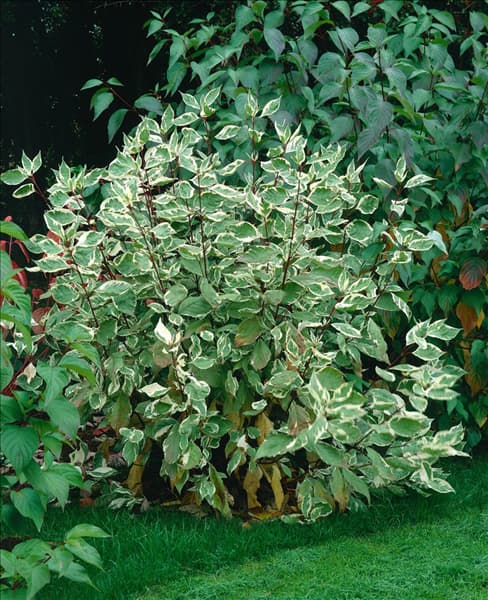 Cornus alba Elegantissima