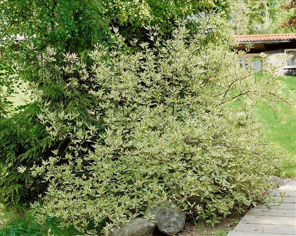 Cornus alba Elegantissima