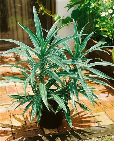 Dracaena deremensis Warneckii