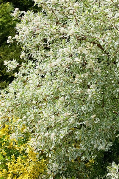 Cornus alba Elegantissima