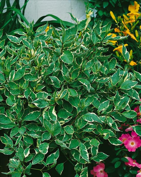 Cornus alba Elegantissima