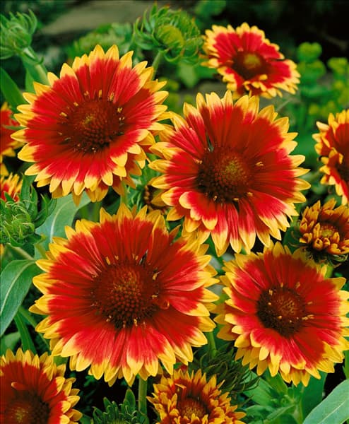 GAILLARDIA DAZZLER