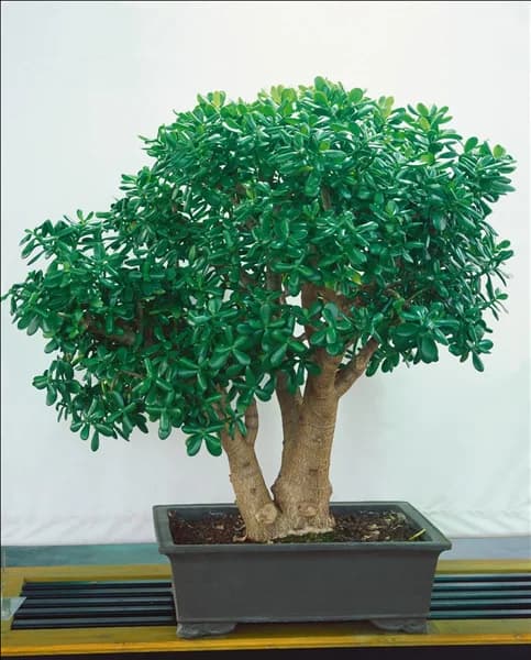 Crassula arborescens