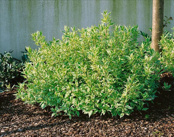 CORNUS ALBA TYPE IVORY HALO