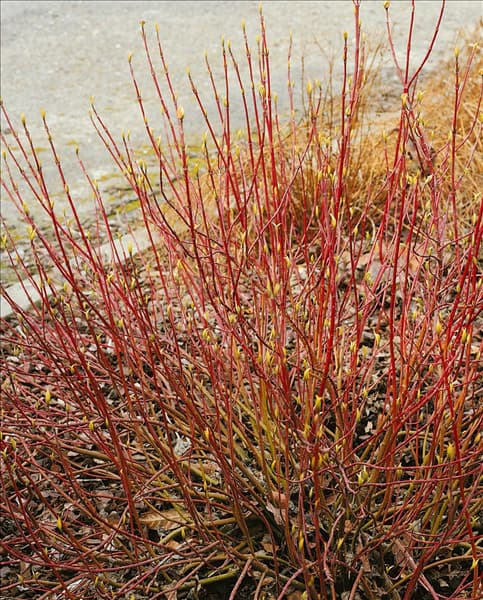 CORNUS ALBA TYPE IVORY HALO