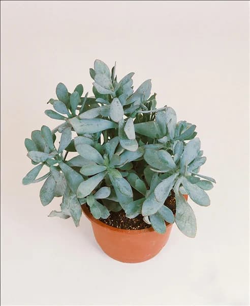 Crassula ovata