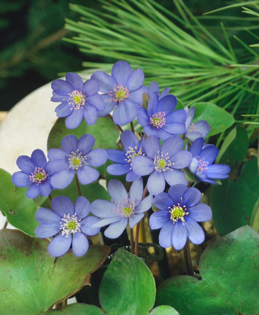 HEPATICA NOBILIS
