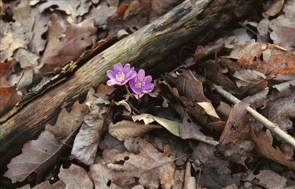 Hepatica / spring awakening