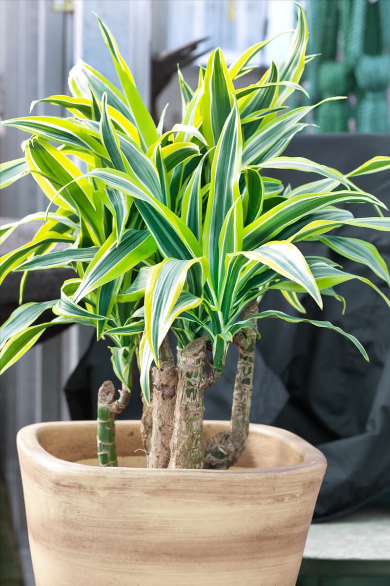 Dracaena fragrans Lemon Surprise