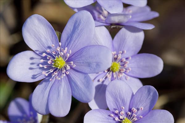 Hepatica nobilis var. nobilis