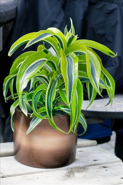 Dracaena fragrans Lemon Surprise