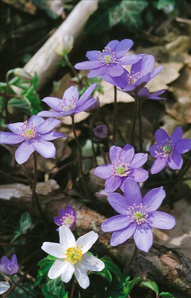 HEPATICA nobilis mixed