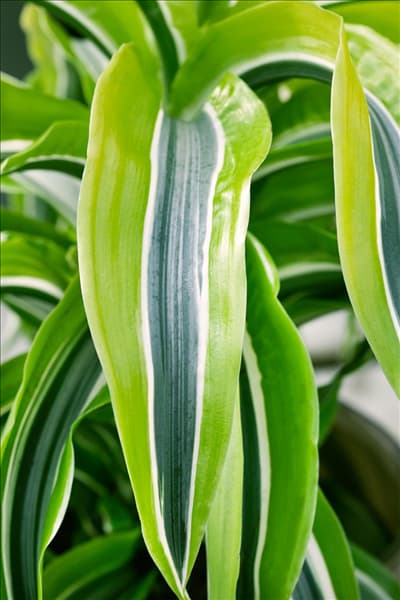 Dracaena fragrans Lemon Surprise