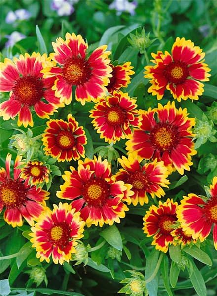Gaillardia x grandiflora Kobold