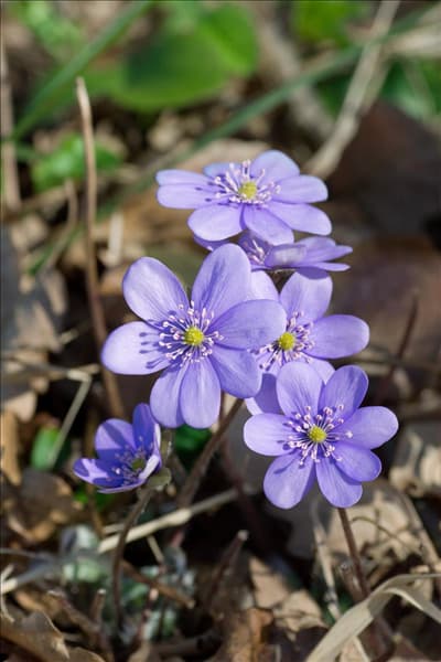 Hepatica nobilis var. nobilis