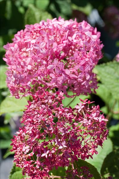 Hydrangea arborescens Invincibelle Spirit