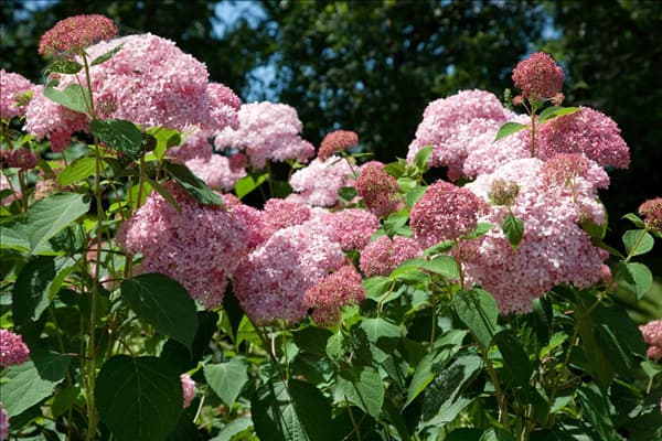 Hydrangea arborescens Invincibelle ™ Spirit
