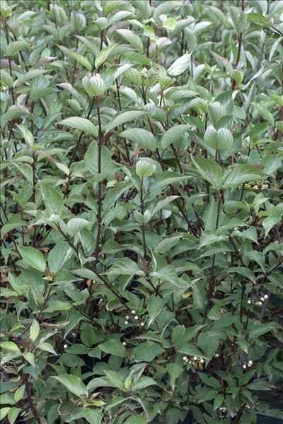 Cornus alba Kesselringii