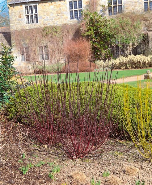 Cornus alba Kesselringii