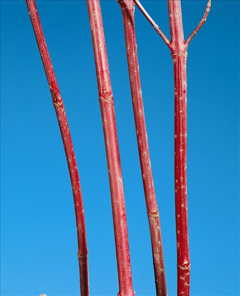 CORNUS ALBA KESSELRINGII