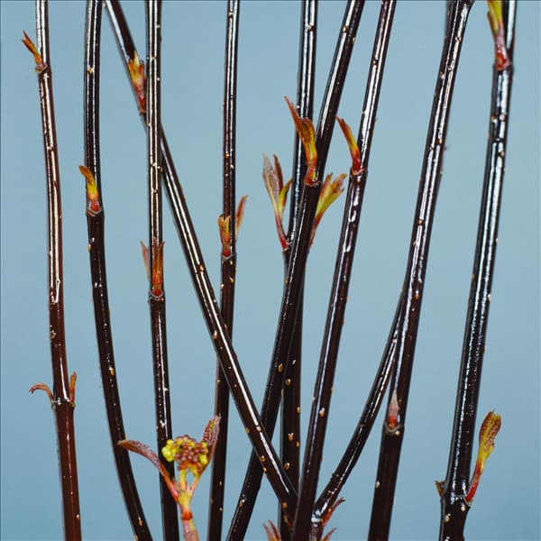 CORNUS ALBA KESSELRINGII