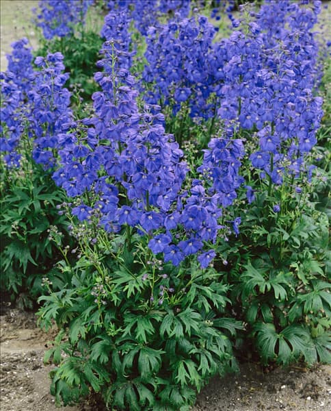 DELPHINIUM PICCOLO