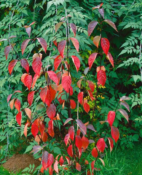 CORNUS ALBA KESSELRINGII