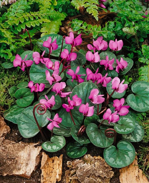 Cyclamen coum Roseum