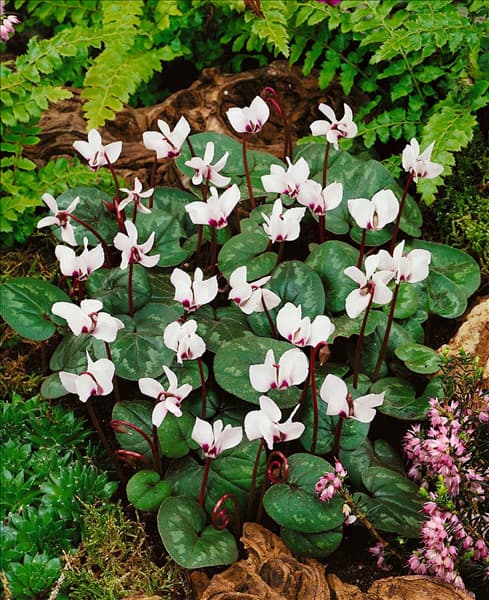 Cyclamen coum Album