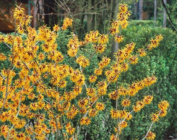 Hamamelis x intermedia Orange Beauty