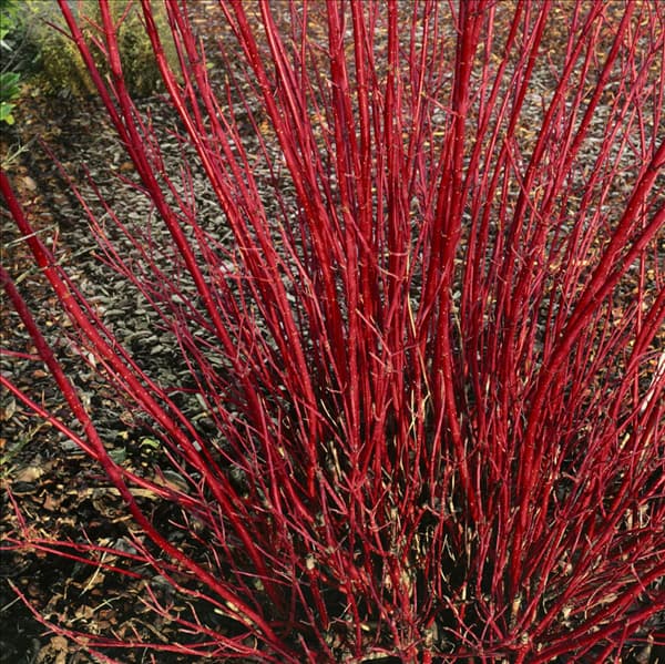 CORNUS ALBA SIBIRICA