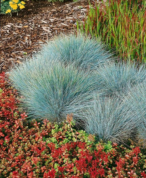 Festuca glauca Elijah Blue