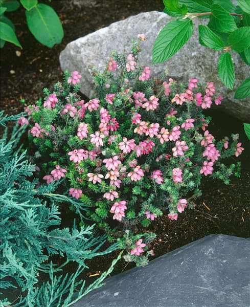 ERICA TETRALIX HOOKSTONE PINK