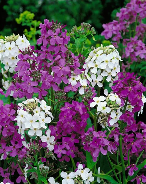 HESPERIS MATRONALIS / MIX SWEET ROCKET
