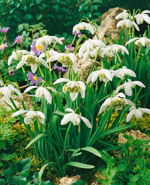 Galanthus nivalis flore pleno