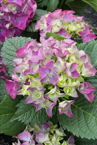 Hydrangea macrophylla Atlantic Blue