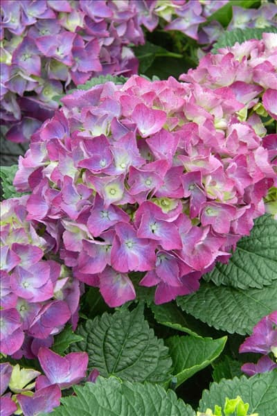 Hydrangea macrophylla Atlantic Blue