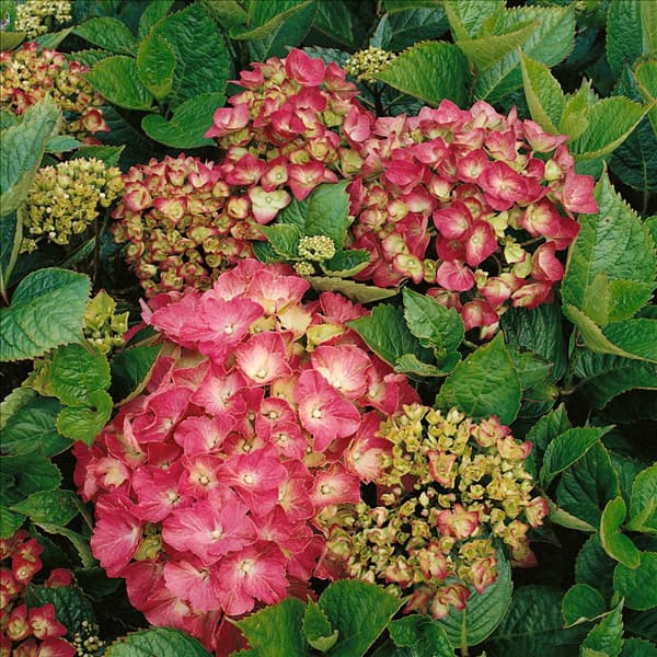 Hydrangea macrophylla Chapeau Rouge