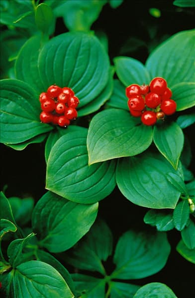 Cornus canadensis