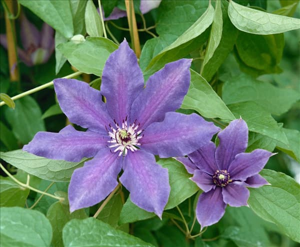 Clematis Königskind Climador