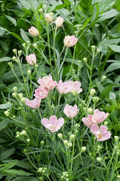 Delphinium grandiflorum Summer Morning