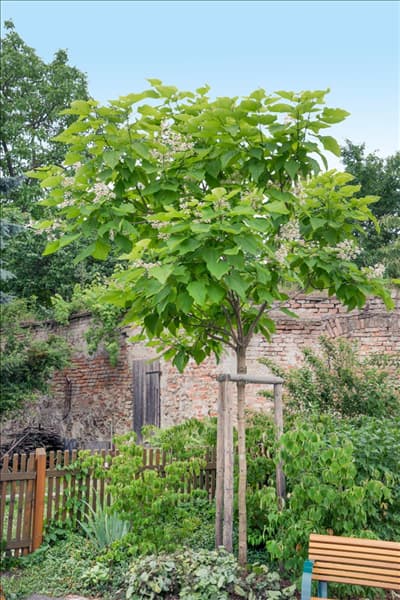 Catalpa bignonioides