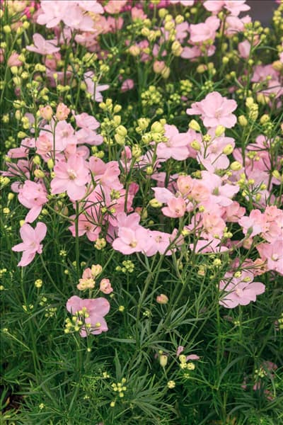 Delphinium grandiflorum Summer Morning