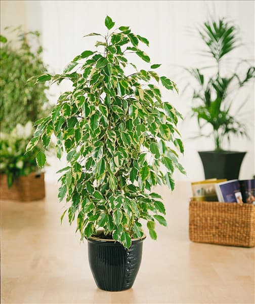 Ficus benjamina Exotica
